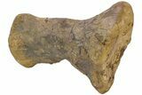 Hadrosaur (Edmontosaurus) Metatarsal (II) - Wyoming #238351-3